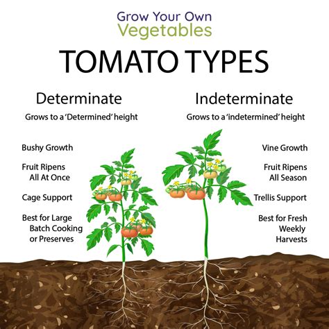 Determinate vs. Indeterminate Tomatoes .